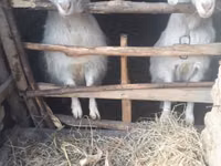 Ziege, Ziegen — Foto 5