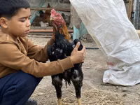 Chickens — Foto 4