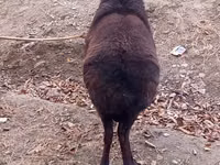 Ram, Sheep — photo 2
