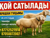كبش, الأغنام — الصورة 2