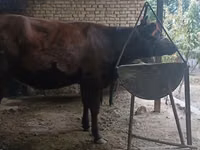 Уй, Калмыцка тукум — сүрөт 7