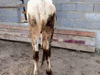Kuh, Holstein-Rasse — Foto 3
