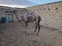 ناقة, الجمال — الصورة 1