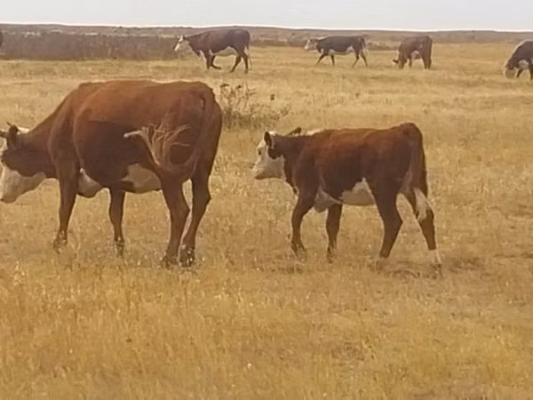 गाय, Latvian Blue cattle — कज़ाखस्तान
