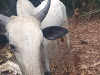母牛, Cattle — 照片 4