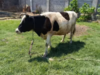 Kuh, Simmental cattle — Foto 2