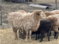 Ram, Sheep — photo 2