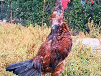 Chickens — Foto 3