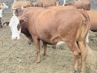 Kuh, Latvian Blue cattle — Foto 2