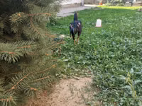 Chickens — foto 3