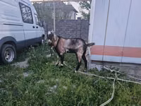 Cabro, Cabras — foto 2