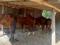 Caballo, Caballos — foto 2