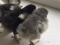 Chickens — الصورة 2