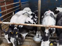 Rinder (Partie, Geschlecht nicht angegeben), Simmental cattle — Foto 3