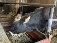 Toro, Aberdeen-Angus — foto 4