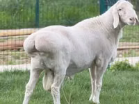 Кочкор, Койлор — сүрөт 2