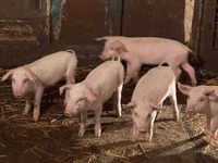 Schweine (Partie, Geschlecht nicht angegeben) — Foto 1