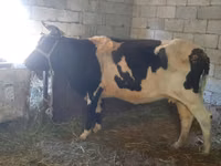 Kuh, Latvian Blue cattle — Foto 1