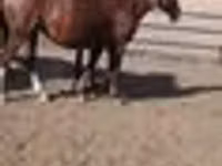 Stute, Kazakh horse — Foto 3