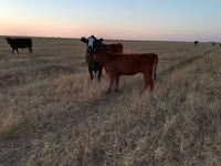 母牛, Cattle — 照片 2