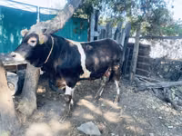 Bull, Swiss cattle — photo 4