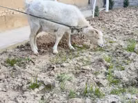 عنزة, Alpine goat — الصورة 4