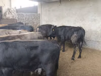 Toro, Karaku — foto 4