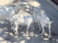 Ziege, Russian White goat — Foto 1