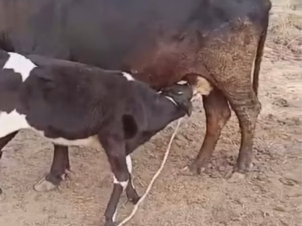 Уй, Көк сиыр — Казакстан