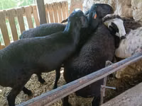 मेढ़ा, Rhon sheep — फ़ोटो 7