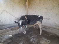أبقار (دفعة، الجنس غير محدد), Russian Black pied cattle — الصورة 1