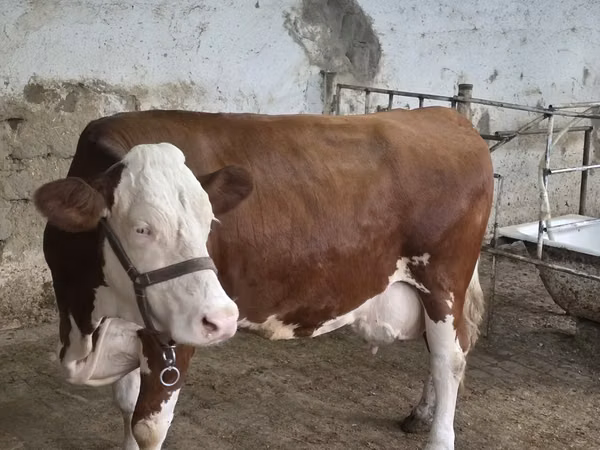 सांड, Simmental cattle