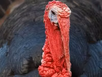 Turkeys — Foto 1
