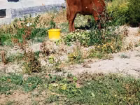 Cow, Cattle — photo 3