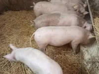 Шошқалар (топ, жынысы көрсетілмеген), Шошқалар — 1-сурет