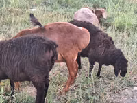 Қошқар, Arashan sheep — 1-сурет