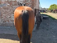 Caballo, Arabian horse — foto 7