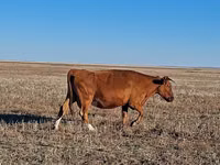 Kuh, Simmental cattle — Foto 4