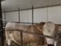 Bull, Simmental cattle — photo 6