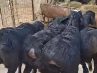 母羊, Sheep — 照片 3