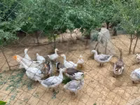 Geese — الصورة 5