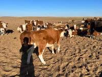 Vaca, Simmental cattle — foto 2