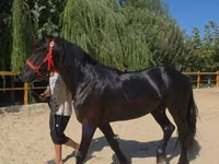حصان, Friesian — الصورة 7