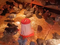 Australorp — 1-rasm
