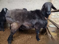 Widder, Hissar sheep — Foto 5