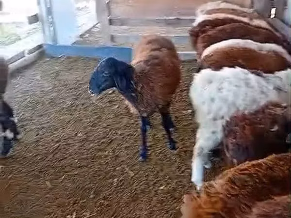 Кочкор, Койлор — Казакстан