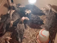 Turkeys — 2-rasm