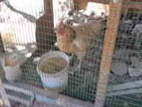 Chickens — 4-rasm