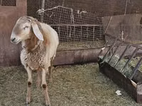 Widder, Arashan sheep — Foto 5