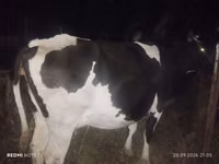 गाय, गोलस्टीन नस्ल — फ़ोटो 2